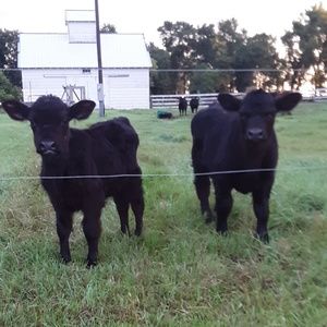 Meet your Posher, Caleb